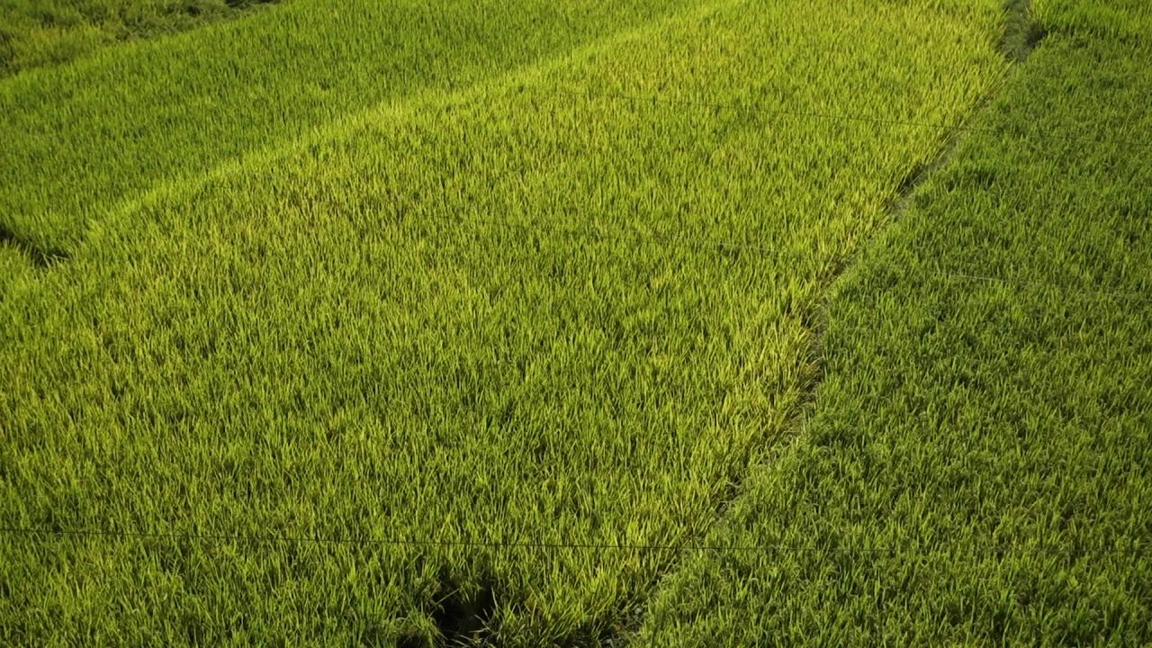 农村青色风吹稻浪自然景色