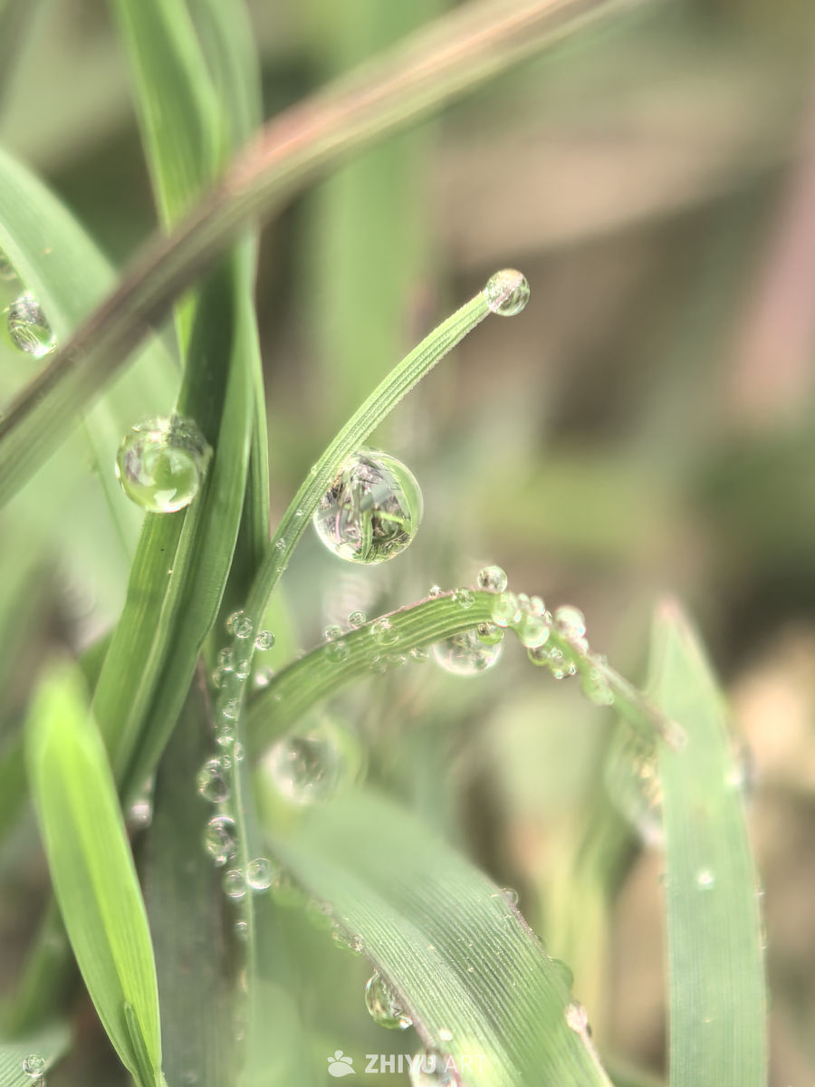 春天当然要拍花花草草