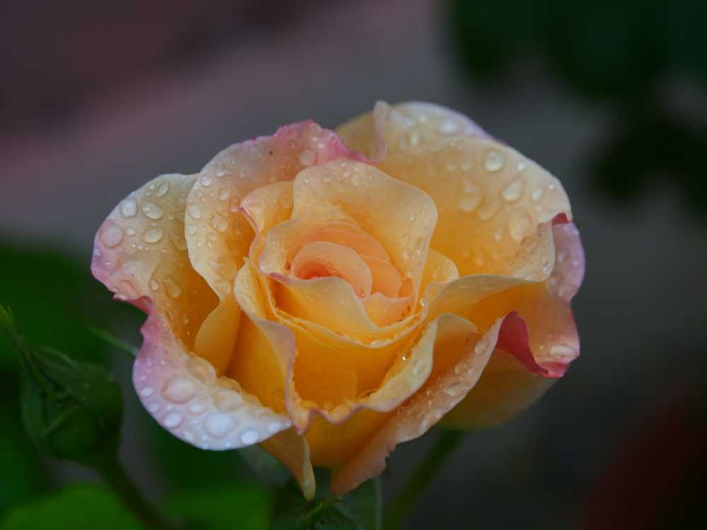 玫瑰花