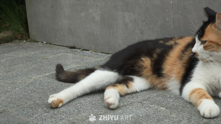 可爱的猫咪