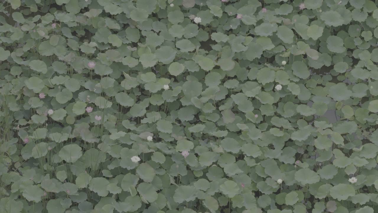 荷塘静谧
