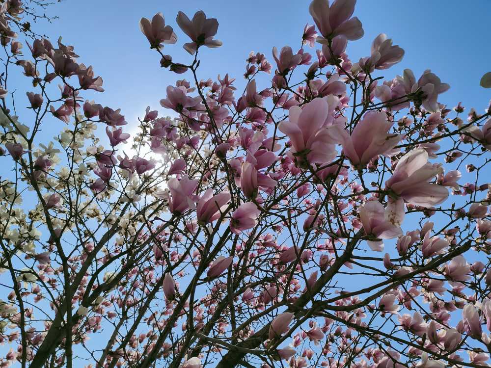 如画的桃花