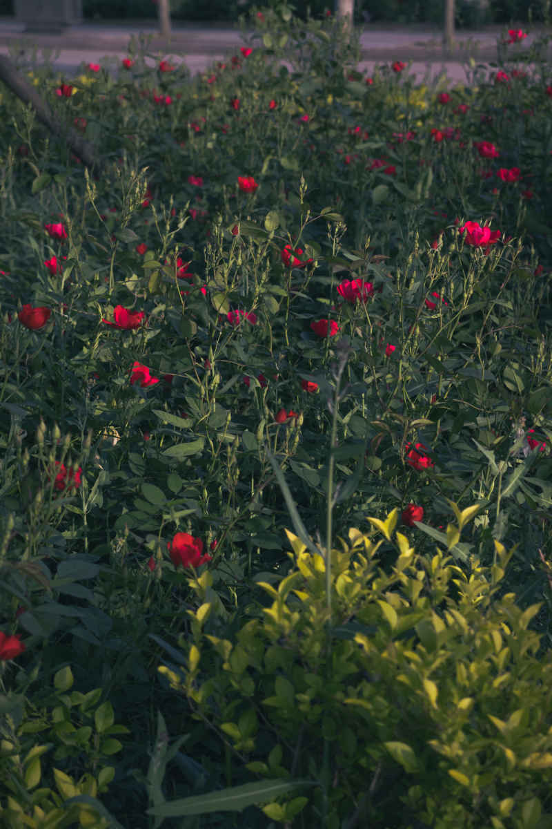 繁花绿野