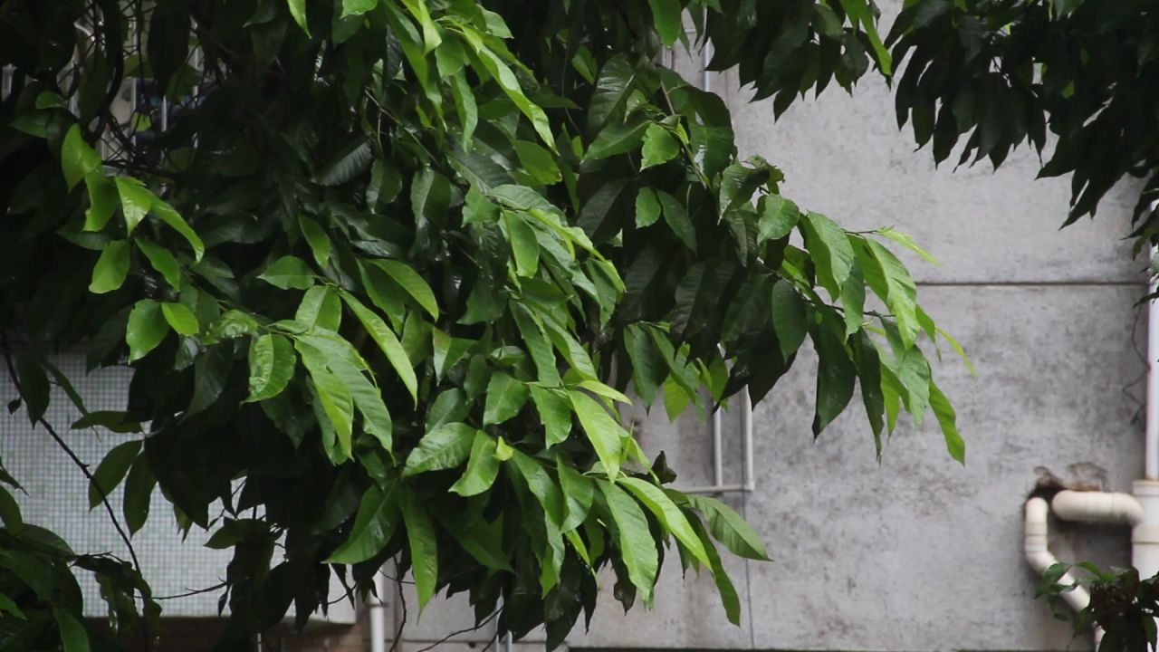 大雨白兰树2