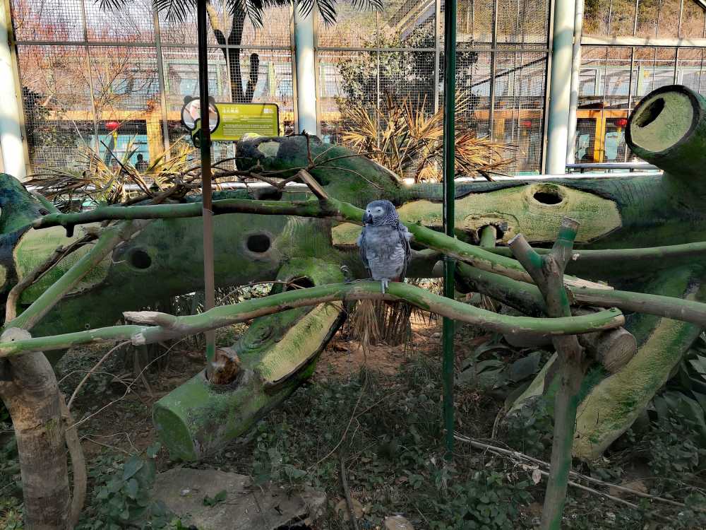 栖息在树上的灰鹦鹉