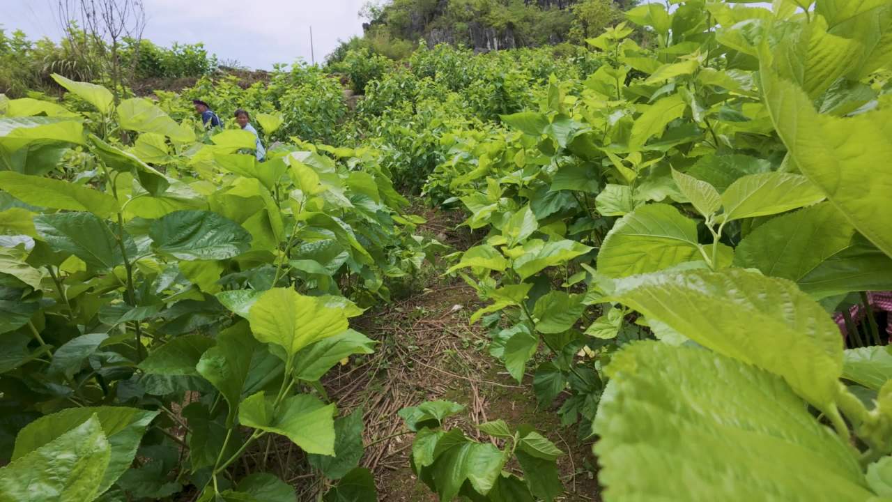 4k桑蚕种植养殖 农村特色养殖