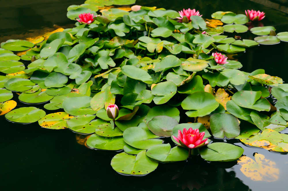水中花