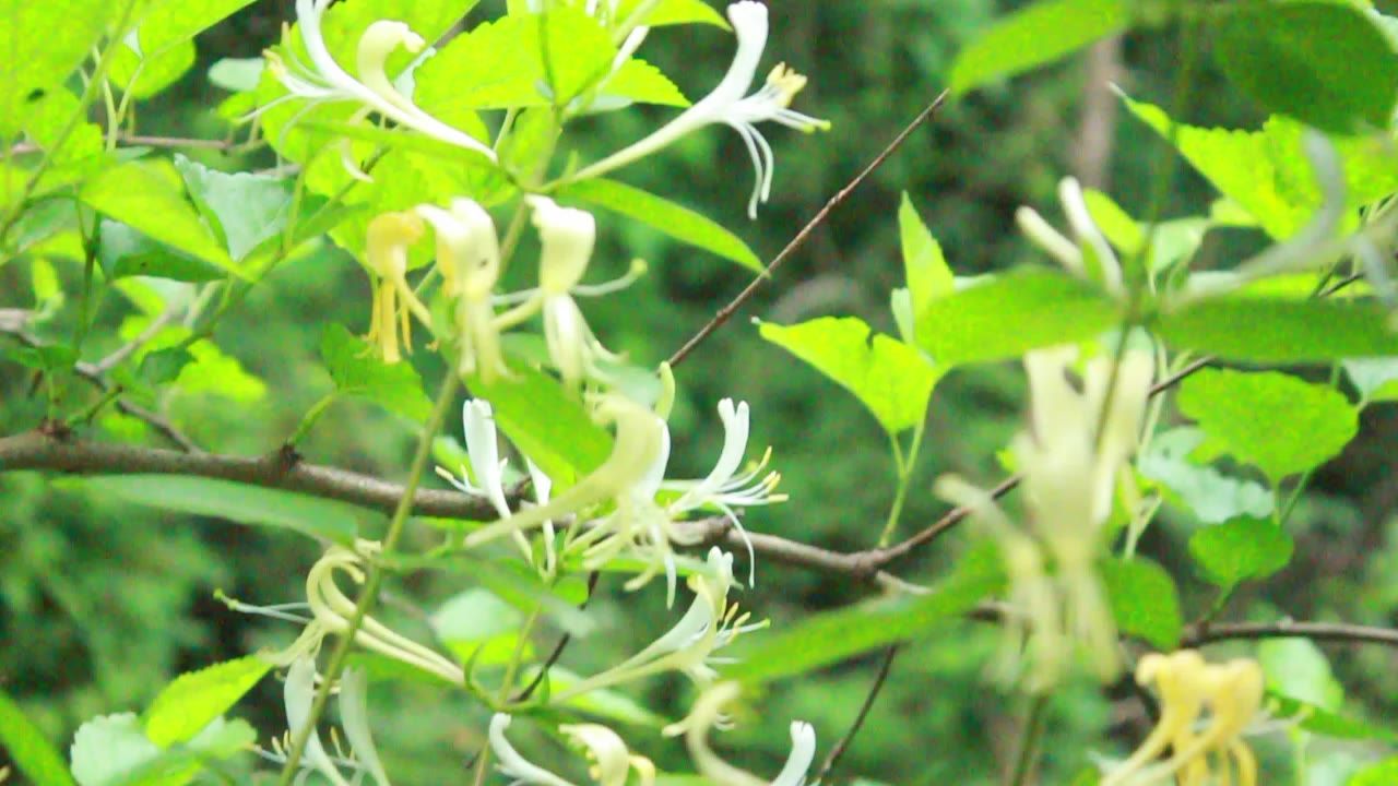 忍冬金银花
