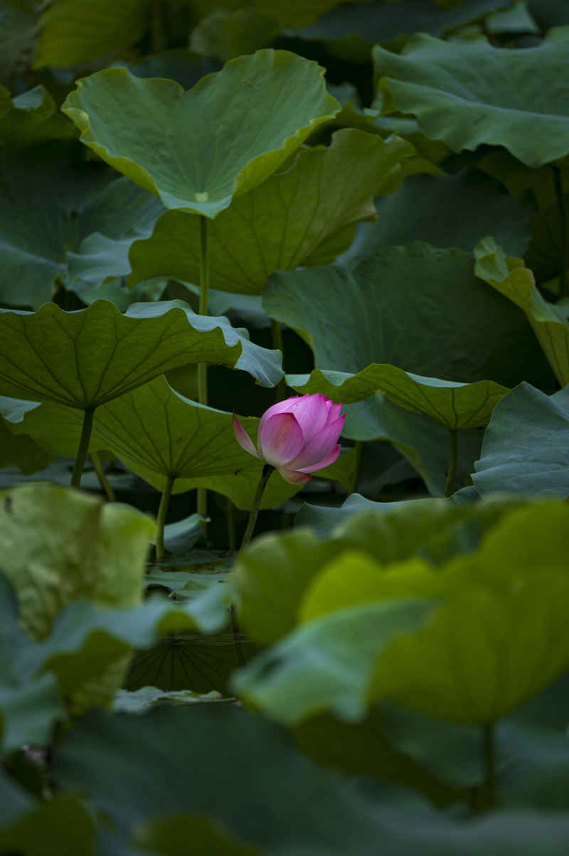 广西大学荷花