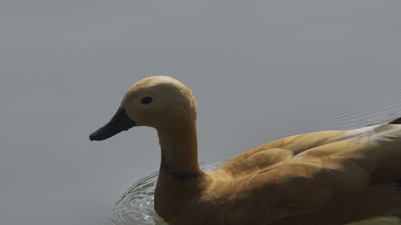 杨府山公园观鸟 26