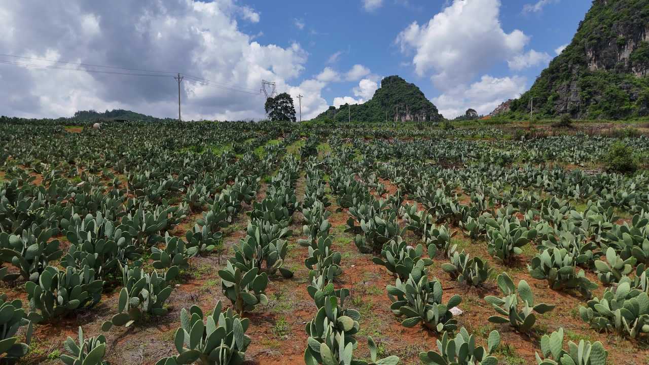 仙人掌田间的宁静时光