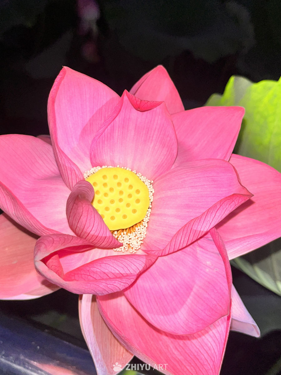 绽放的粉红莲花