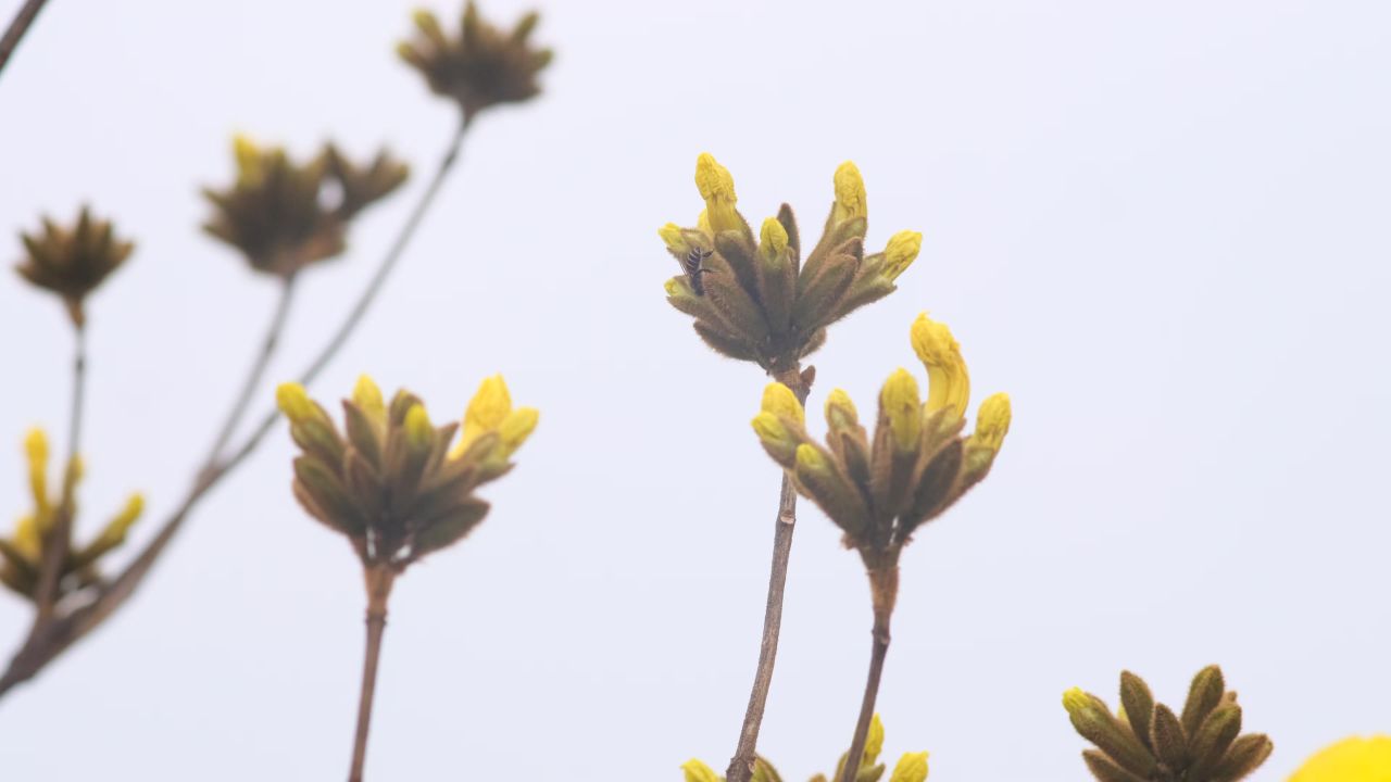 黄花风铃木