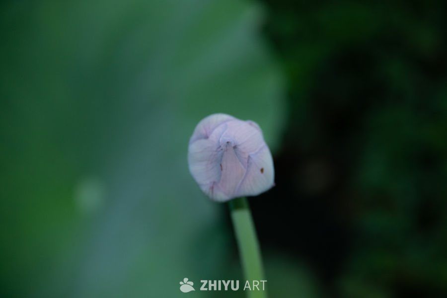 粉嫩花蕾的静谧时光