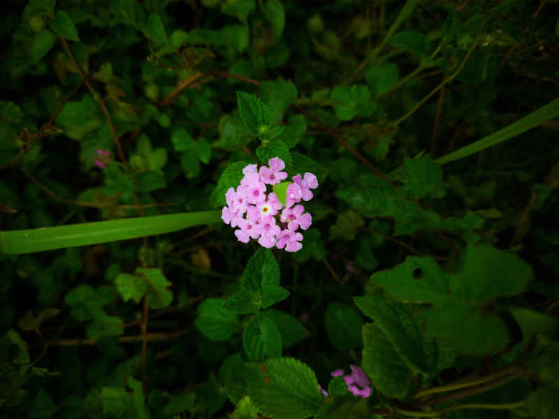 紫蕊花