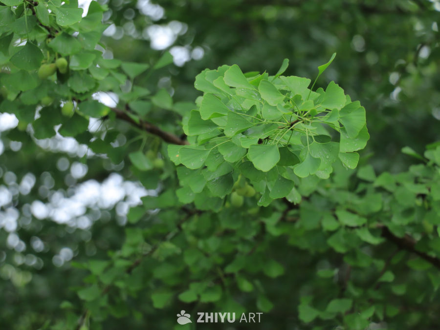 雨后银杏树