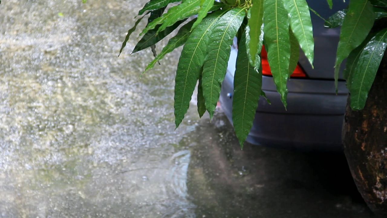 春雨中的芒果树叶