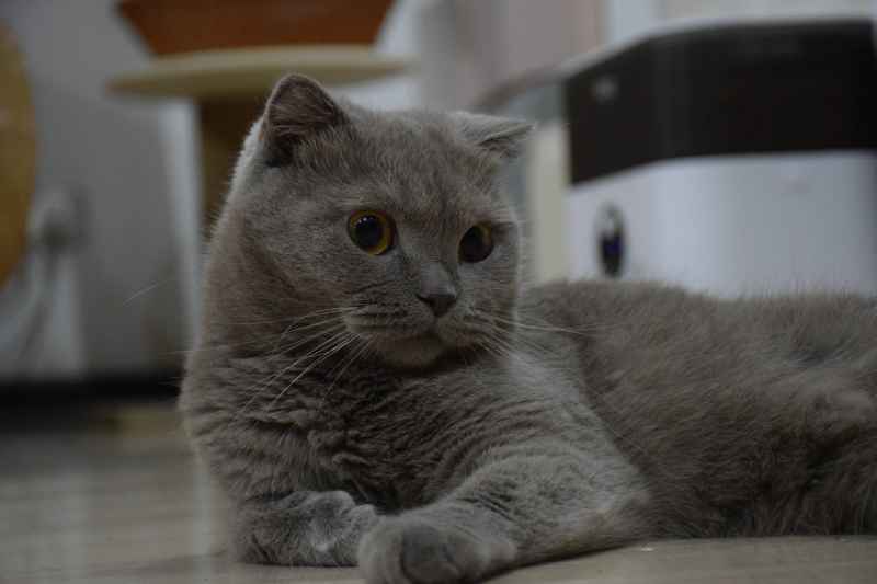 变色的折耳猫：好奇的优雅