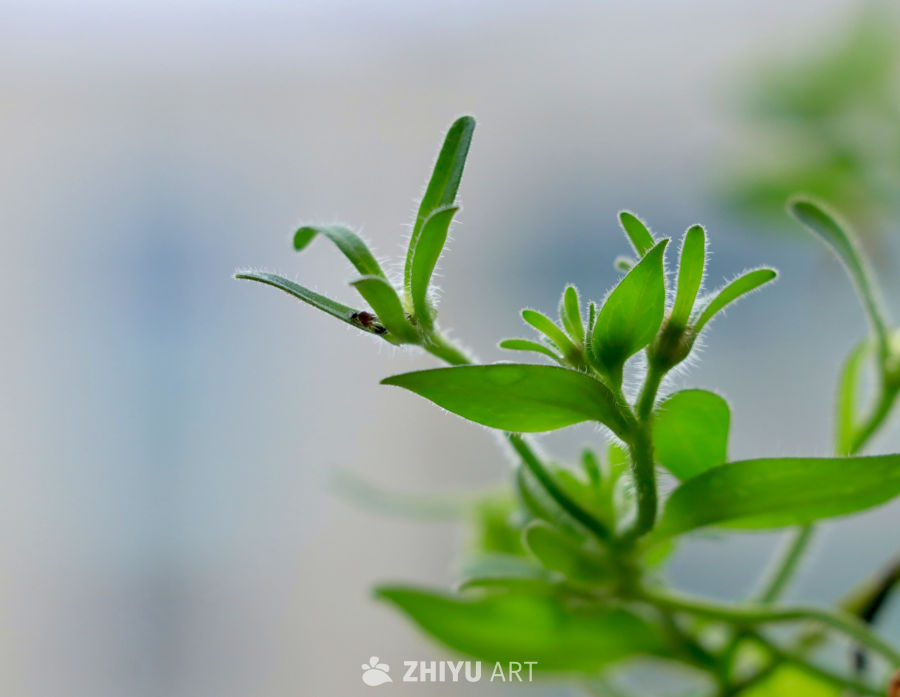 绿叶上的小昆虫