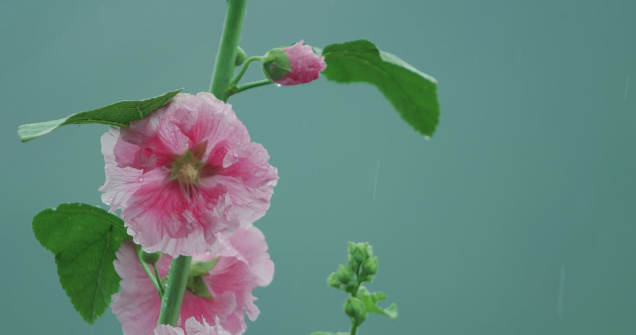 雨中的小红花