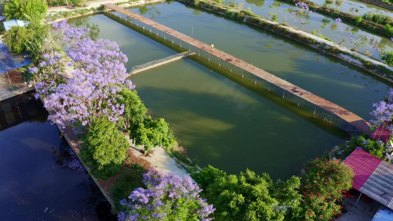 水塘边的宁静时光