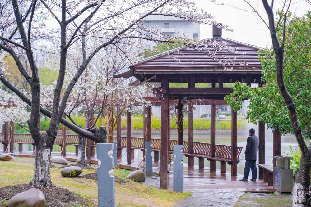 樱花季