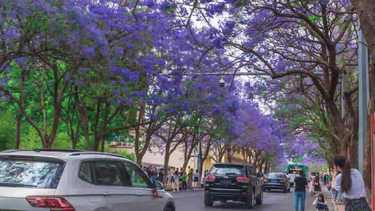 紫花树下的城市生活