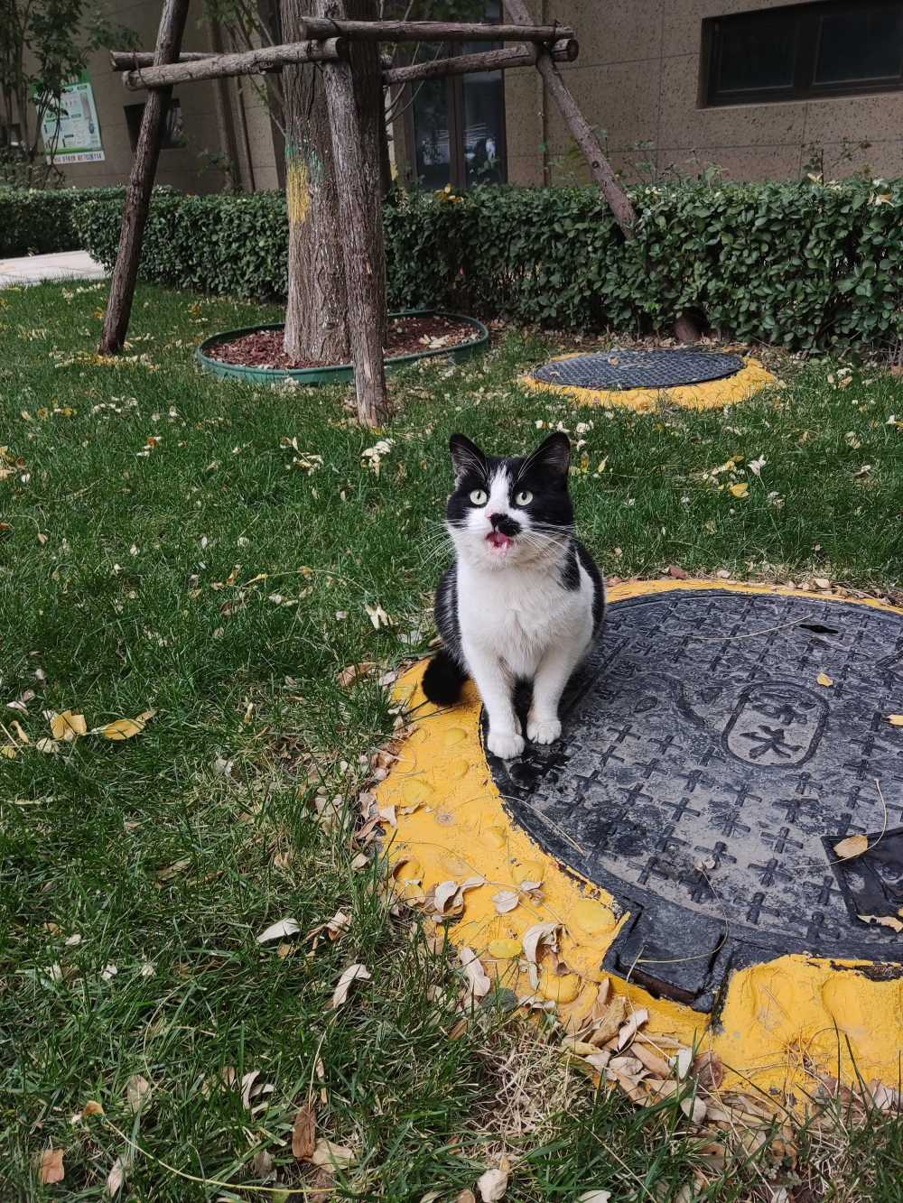 流浪牛奶猫