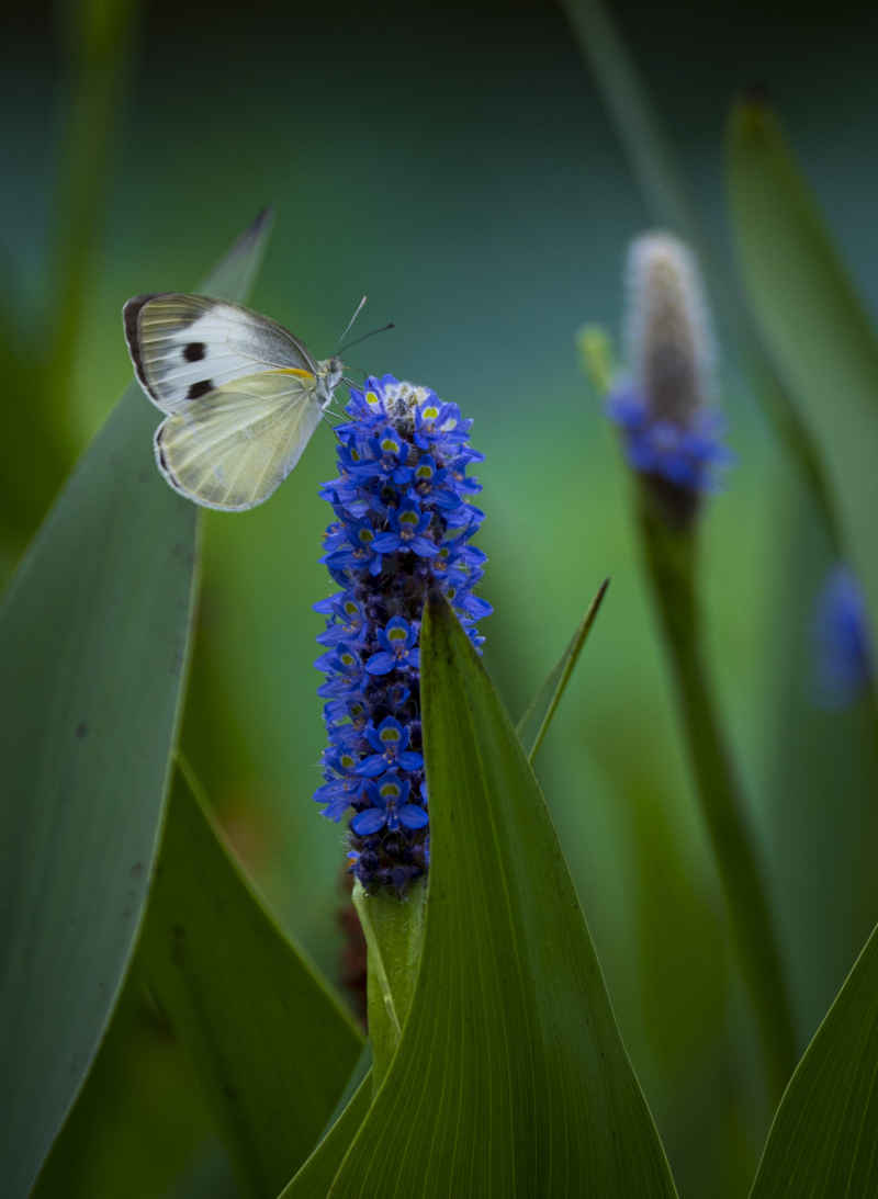 广西大学荷花