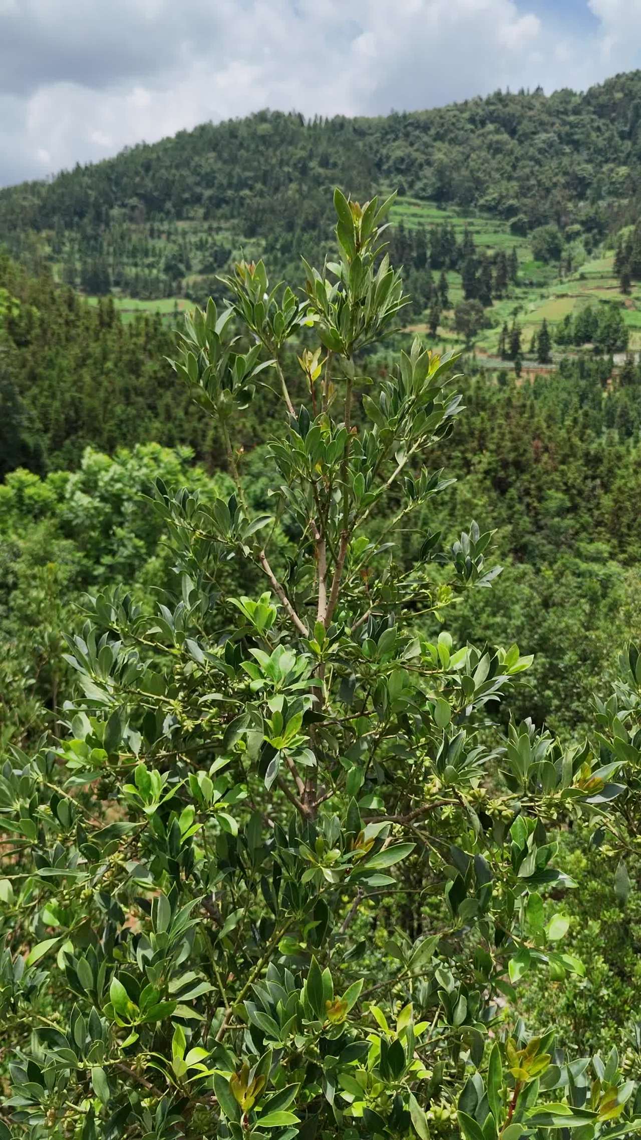 山间绿意盎然