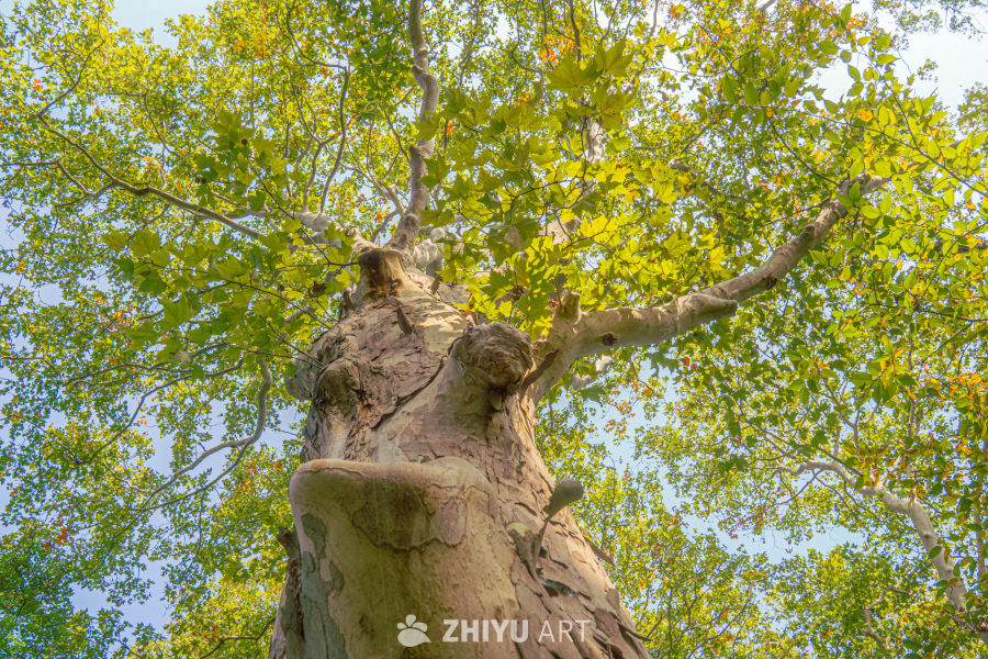 秋日大树仰视图