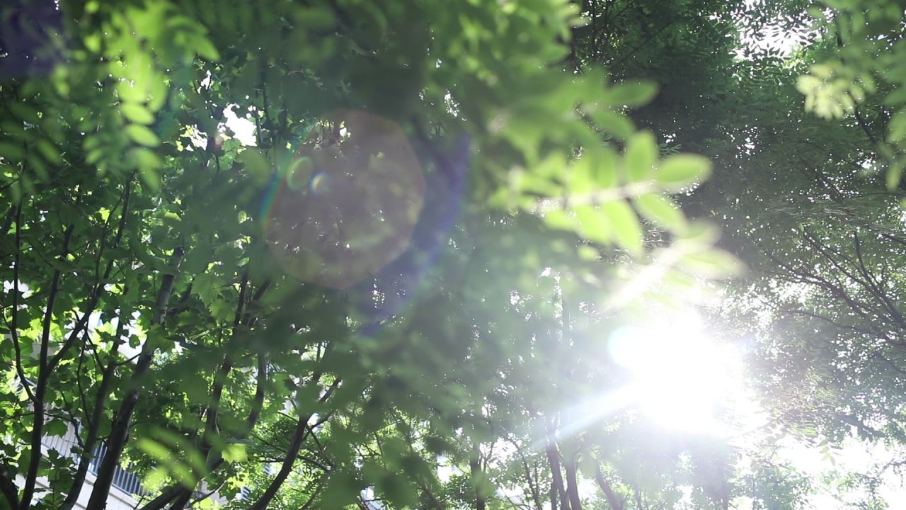 阳光穿透树叶，这是夏天的语言
