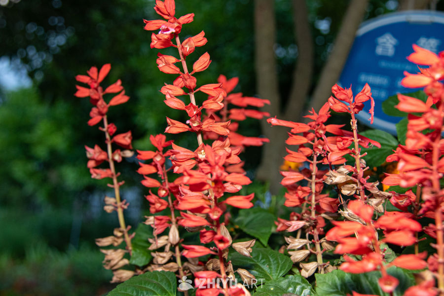 中药材与药材花 1