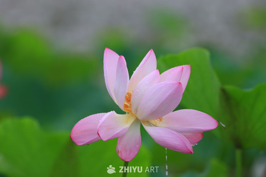 盛夏荷花 3