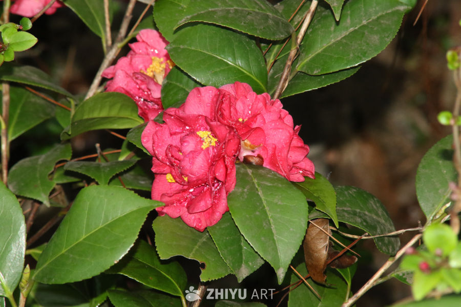 雨后茶花绽放