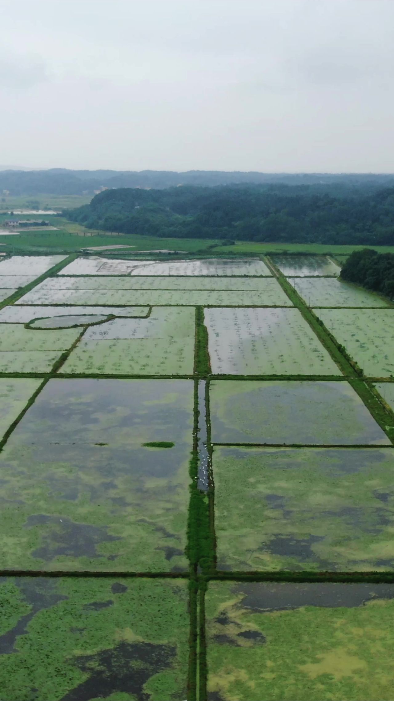 南方水田农业种植竖屏航拍