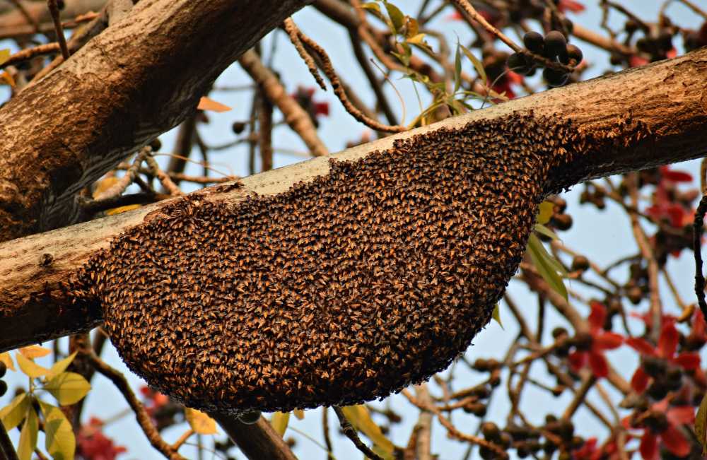 蜂窝蜂巢蜂蜜蜜蜂