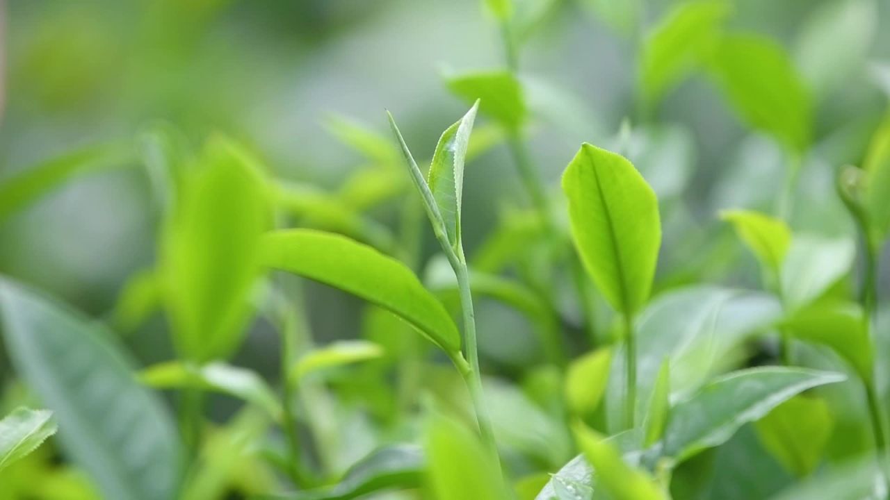 茶山采茶特写