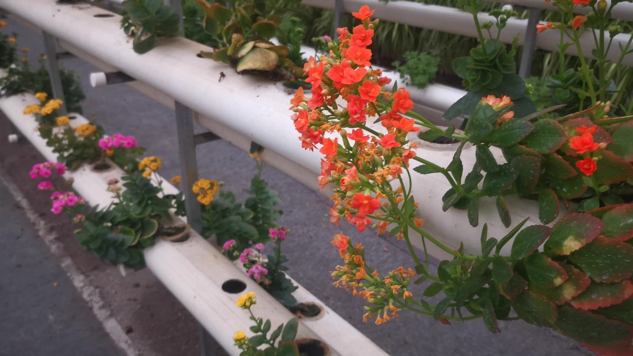 现代农业大棚蔬菜种植基地实拍