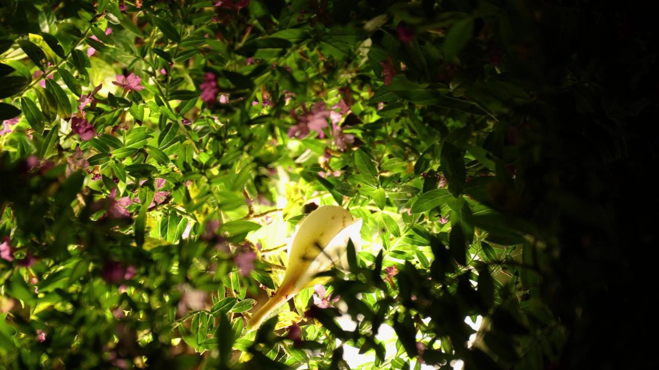 夜晚小花果