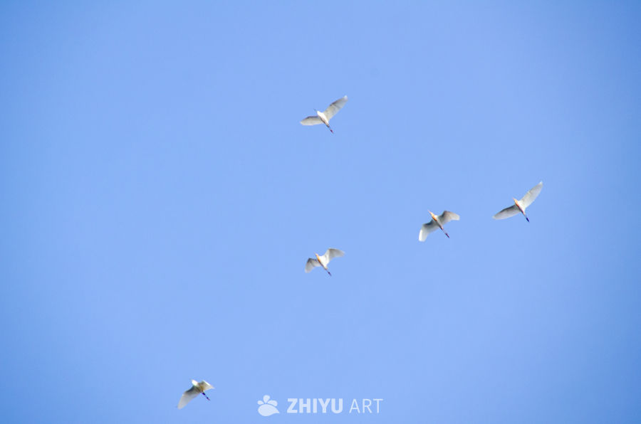 鸟