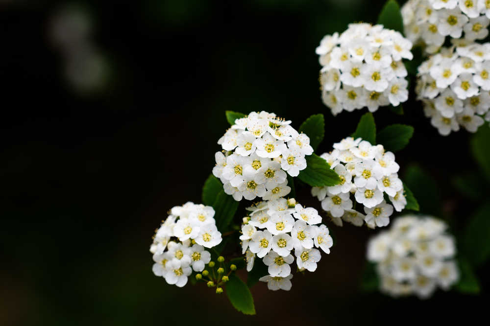 繁花