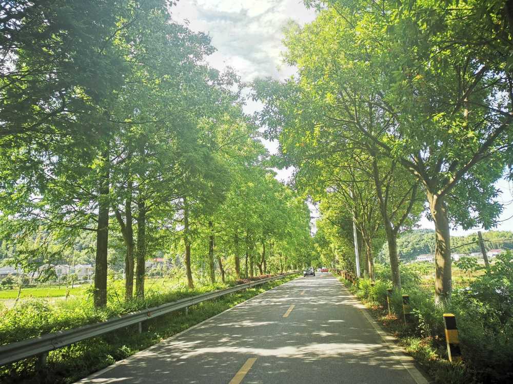 绿荫街道