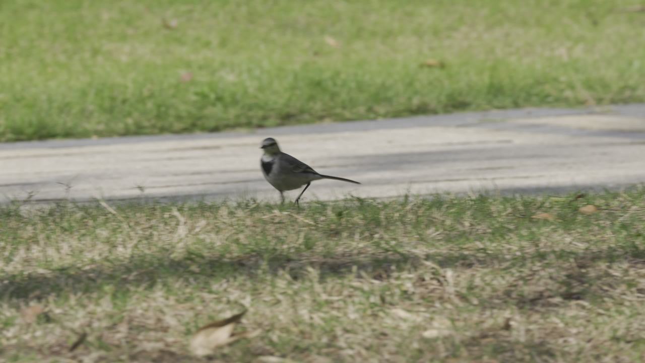 白鹡(jí)鸰(líng) 1 1