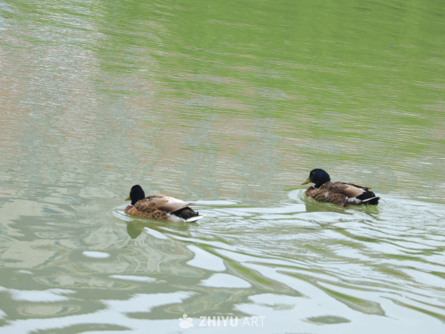 湖畔闲游的鸭子