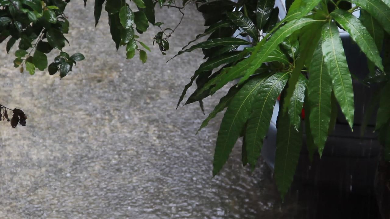 春天大雨中的芒果树