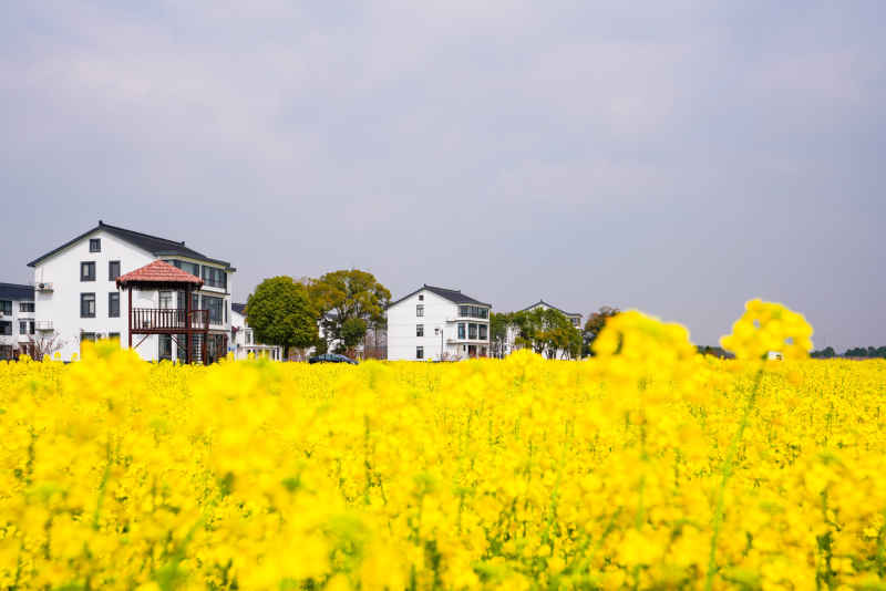 油菜花 32