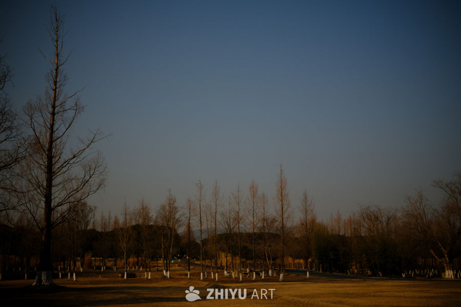 黄昏下的枯树林