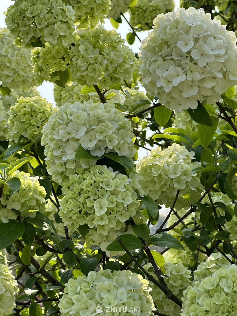 花团锦簇的绣球花