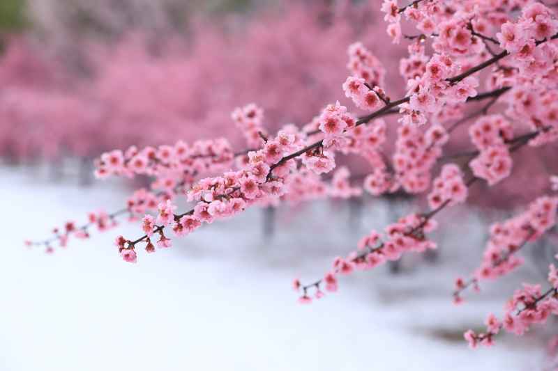 雪中梅花